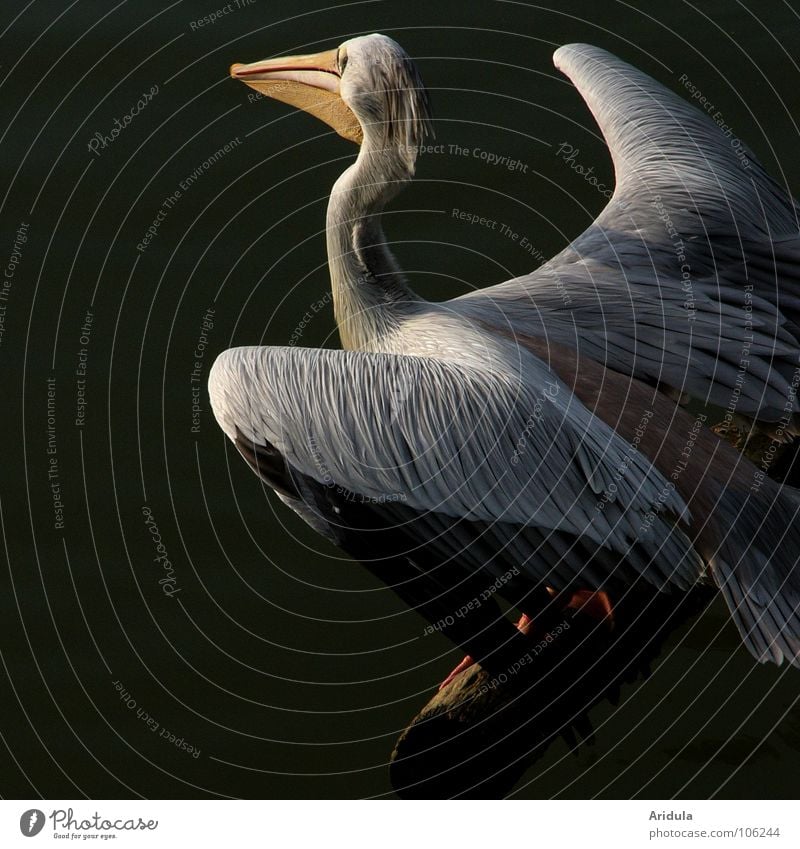 Pelikan sitzt auf einem Ast, spreizt leicht die Flügel vor dem Absprung Vogel See Tier Schnabel schön weiß Wasser fliegen Feder Natur Zoo Tierporträt elegant