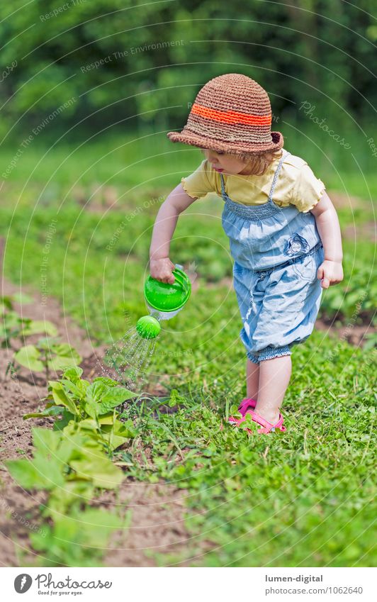 Kleinkind gießt Gemüsebeet Sommer Kind 1 Mensch Pflanze Nutzpflanze Garten machen schön grün fleißig Beet gießen Gartenarbeit Gießkanne Farbfoto Tag Sonnenlicht