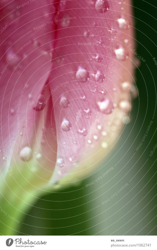 Pink Beauty Design schön Körperpflege Kosmetik harmonisch Hochzeit Floristik Natur Wassertropfen Frühling Sommer Regen Blume Tulpe Blatt Blüte Blütenblatt