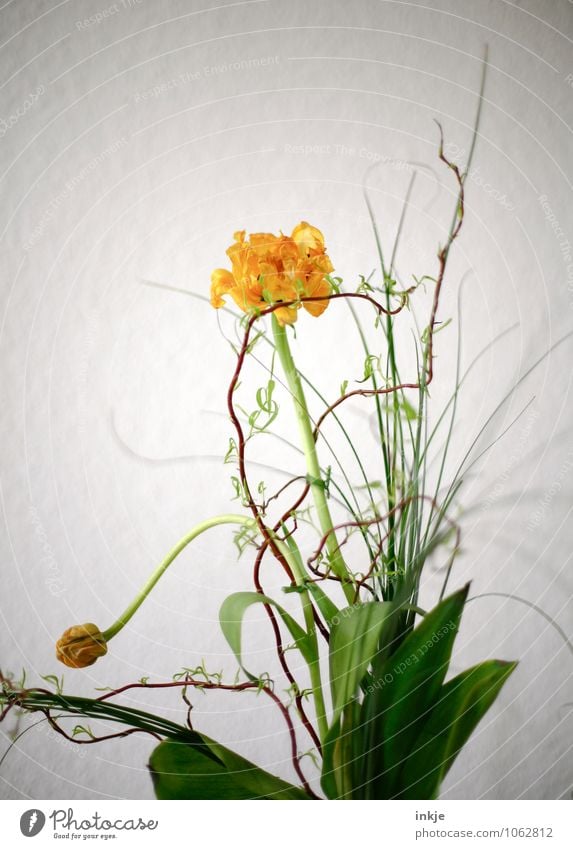Frühling Stil Häusliches Leben Wohnung Dekoration & Verzierung Blume Tulpe Korkenzieher-Weide Blumenstrauß Schnörkel Blühend stehen hell schön gelb grün weiß