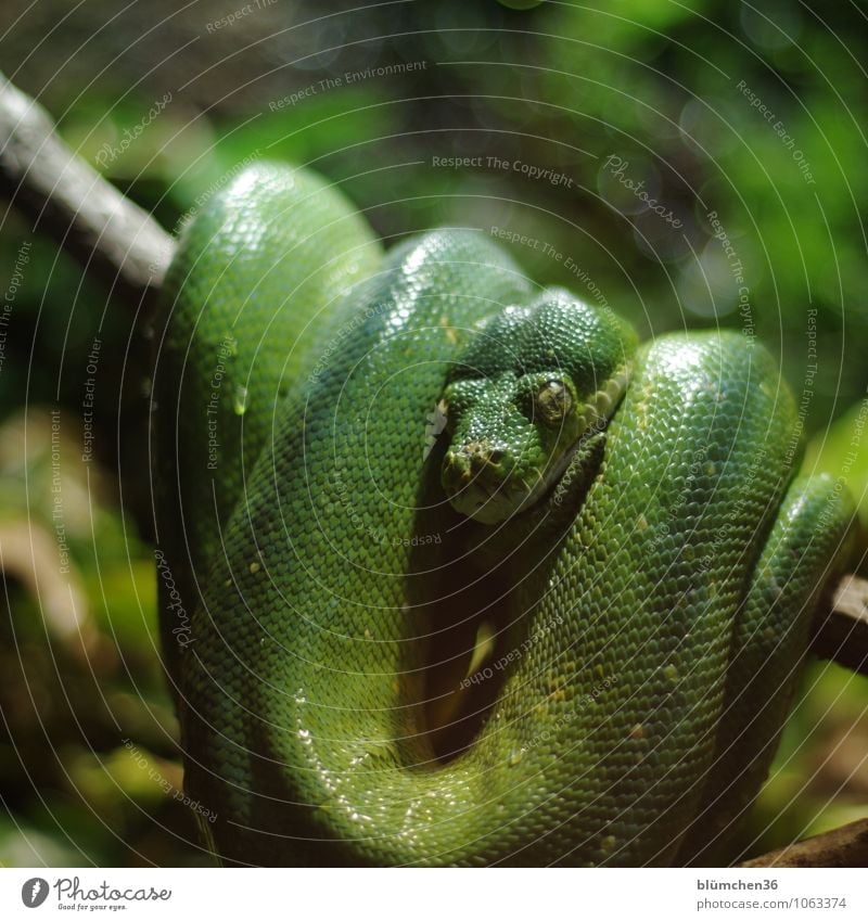 Einfach mal abhängen Tier Wildtier Schlange Tiergesicht Schuppen Reptil beobachten warten außergewöhnlich exotisch muskulös natürlich grün unberechenbar Blick