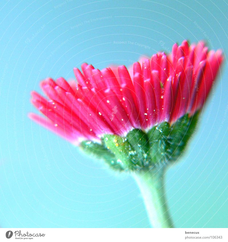 Bellis perennis Gänseblümchen Blume rosa grün türkis Blüte Blühend Frühling Wachstum aufgehen aufwachen Blütenblatt Stil Pflanze schön frisch Härchen flower