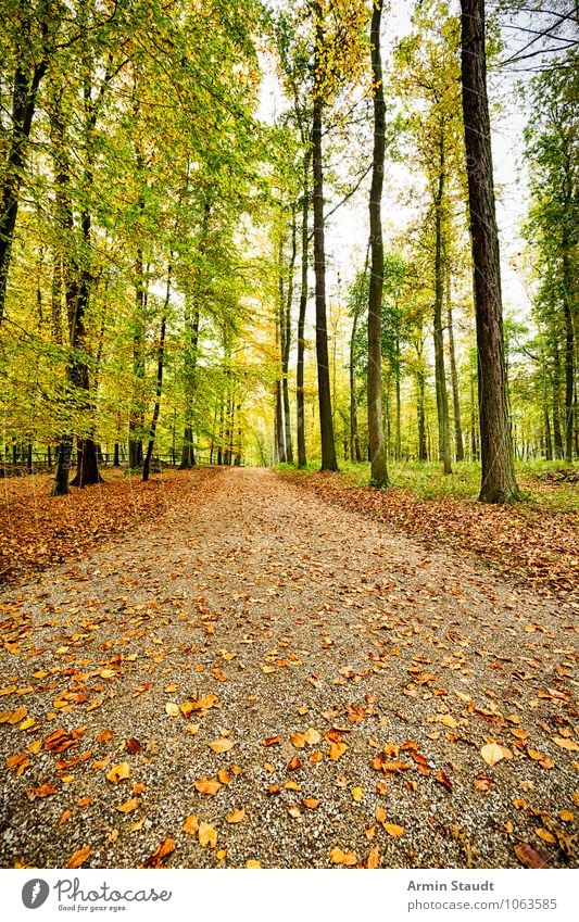 Herbstwaldweg harmonisch Erholung Ferien & Urlaub & Reisen Ferne wandern Umwelt Natur Landschaft Erde Schönes Wetter Baum Wald Wege & Pfade atmen träumen