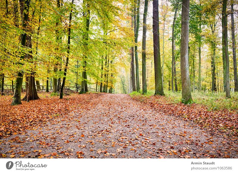 Herbstwaldweg harmonisch Erholung Ferien & Urlaub & Reisen Ferne wandern Umwelt Natur Landschaft Erde Schönes Wetter Baum Wald Wege & Pfade atmen träumen