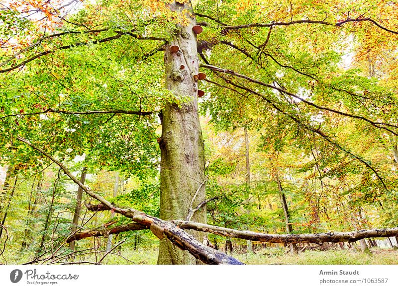 Herbstbaum harmonisch Zufriedenheit Natur Landschaft Schönes Wetter Baum Wald alt Wachstum ästhetisch dunkel groß natürlich positiv gelb grün Stimmung Kraft