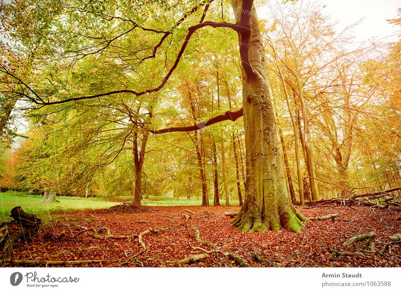 Herbstwald harmonisch Zufriedenheit Natur Landschaft Schönes Wetter Baum Wald alt Wachstum ästhetisch dunkel groß natürlich schön gelb grün Stimmung Kraft