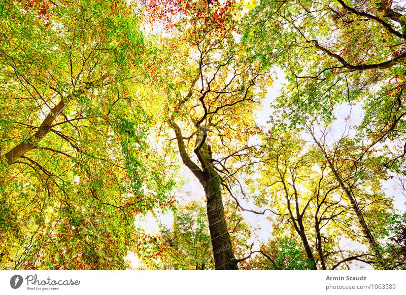 Herbstbild Design Natur Landschaft Pflanze Wolkenloser Himmel Schönes Wetter Baum Wald leuchten Wachstum außergewöhnlich fantastisch Fröhlichkeit frisch