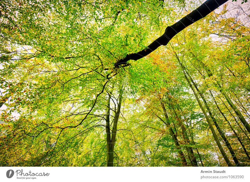 Herbstbild Natur Landschaft Schönes Wetter Baum Buche Buchenwald Ast Wald Wachstum ästhetisch außergewöhnlich fantastisch Ferne Fröhlichkeit frisch gigantisch