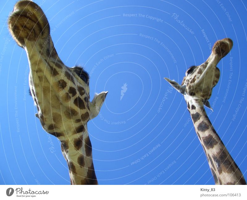 Melman and friend ;) groß Wimpern braun beige Serengeti Afrika schön Säugetier Giraffe langer Hals Ohr Himmel blau Fleck Freiheit friedlich