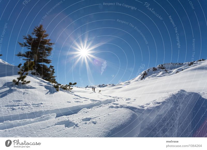 What a beautiful day Wintersport Natur Landschaft Himmel Wolkenloser Himmel Sonne Sonnenlicht Schönes Wetter Schnee Baum Latschen Felsen Alpen Berge u. Gebirge