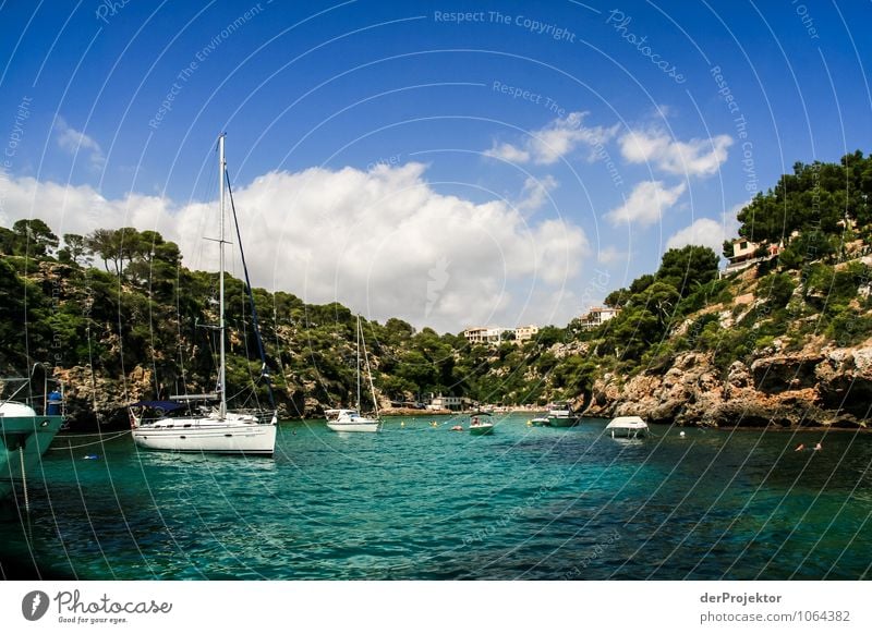 Mallorca von seiner schönen Seite 53 – mal kurz Ankern Ferien & Urlaub & Reisen Tourismus Ausflug Kreuzfahrt Umwelt Natur Landschaft Pflanze Tier Urelemente