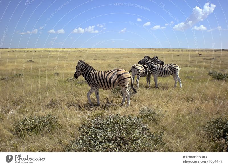 Zebras Wildtier 3 Tier Blick warten heiß natürlich friedlich achtsam ruhig Zusammenhalt Steppenzebra Streifen Afrika Namibia Säugetier Safari Pferd Nationalpark