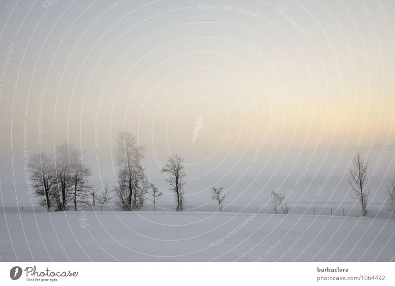 Ein Wintertag begibt sich zur Ruhe Natur Landschaft Himmel Klima Nebel Schnee Baum Sträucher Bach leuchten hell kalt Stimmung Frieden Gefühle rein ruhig