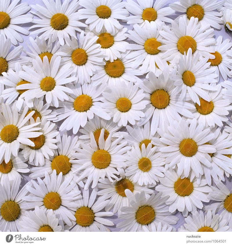 Margariten, Wiesen-Margeriten, Natur Pflanze Blume frei schwarz weiß Wiesen-Wucherblume vulgare Chrysanthemum leucanthemum Anordnung arrangiert Wiesenblume