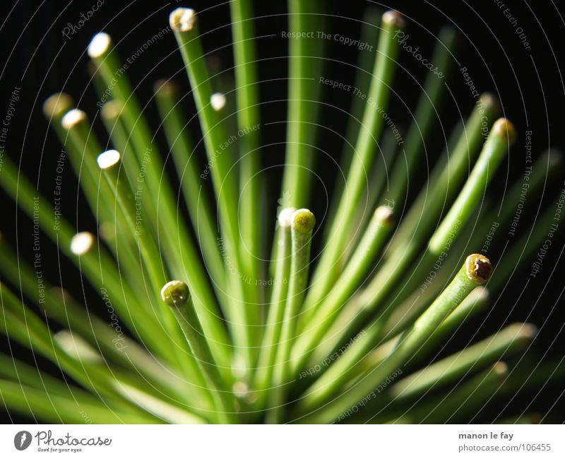 Feenzepter grün schwarz Unschärfe Pflanze nah Tier Muster Hintergrundbild schön Botanik Agapanthus Natur Makroaufnahme Nahaufnahme Blattgrün Strukturen & Formen