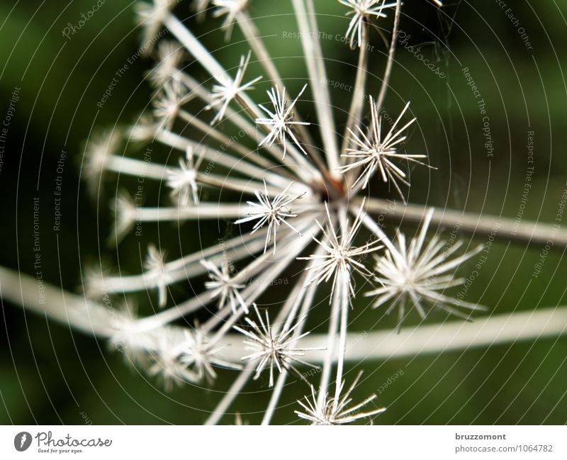 *** Natur Pflanze Wildpflanze Spitze trocken grün Doldenblüte vertrocknet verblüht Samen Herbst Garten Farbfoto Gedeckte Farben Außenaufnahme Menschenleer