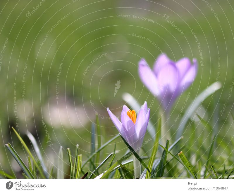 erste Frühlingsboten... Umwelt Natur Pflanze Schönes Wetter Blume Gras Blatt Blüte Krokusse Park Blühend leuchten stehen Wachstum ästhetisch frisch schön klein