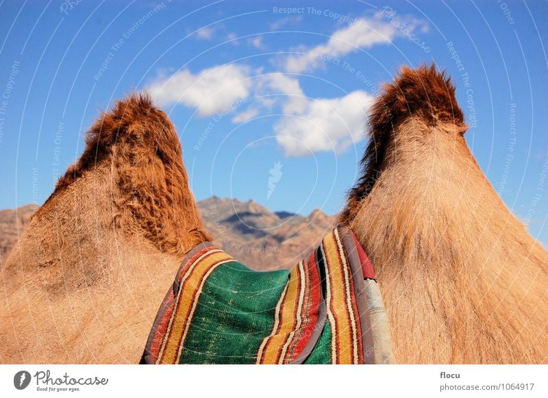 Humps of a camel in the Gobi desert Ferien & Urlaub & Reisen Sommer Natur Tier Sand Wohnmobil Abenteuer Horizont Wege & Pfade mountain tourism asian traditional
