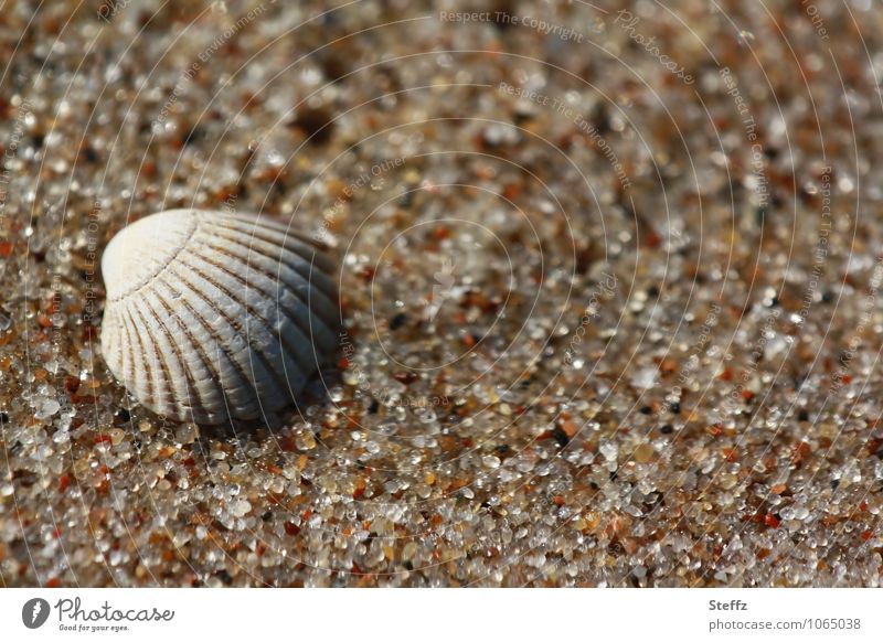 eine Muschelschale in warmem Sand Ostseestrand Sandkörner Meeresstrand Sandstrand Strand maritim harmonisch ruhig achtsam friedlich sommerliche impression