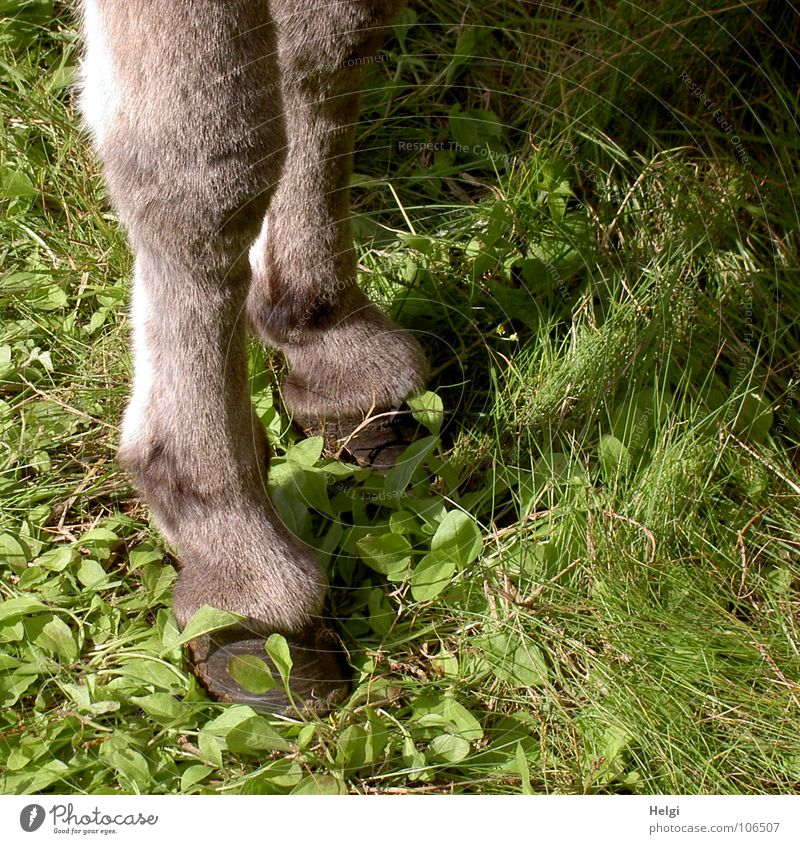 schicke Beine... Huf grau stehen 2 vertikal Wiese Gras grün Pflanze Gelenk weich Langeweile Säugetier Eselsbeine hoch Weide Schatten Fuß