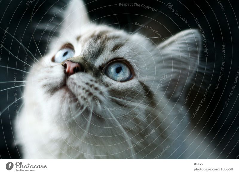 Hypnose Katze grau Fell hören zielen süß niedlich Konzentration Säugetier cat miez Haare & Frisuren schnurbart schnautze blau blaue augen Ohr beobachten Blick