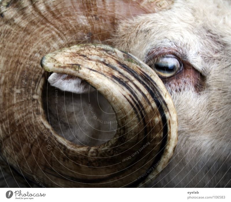 Den Bock fett... Tier Ziegen Schaf Fell Wolle weiß gefährlich tierisch Blick Waffe Angriff Defensive authentisch Säugetier widder Horn rundhorn nah bedrohlich