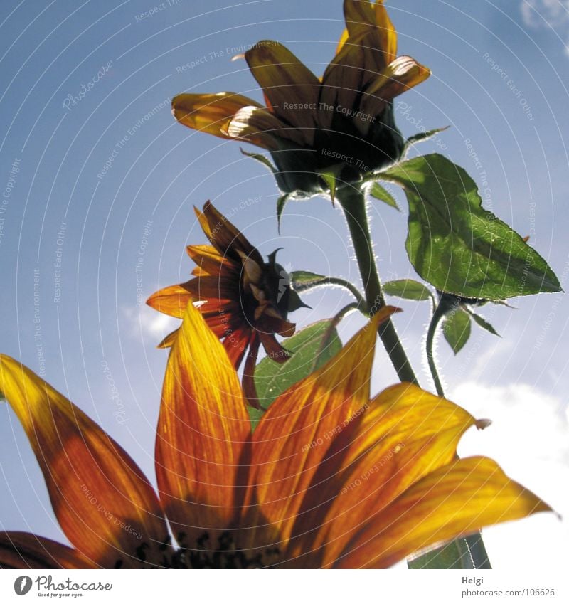 Nahaufnahme von Blütenblättern einer Sonnenblume, im Hintergrund Stängel mit zwei Blüten vor blauem Himmel Blume Blütenblatt Stengel Sommer Licht Gegenlicht