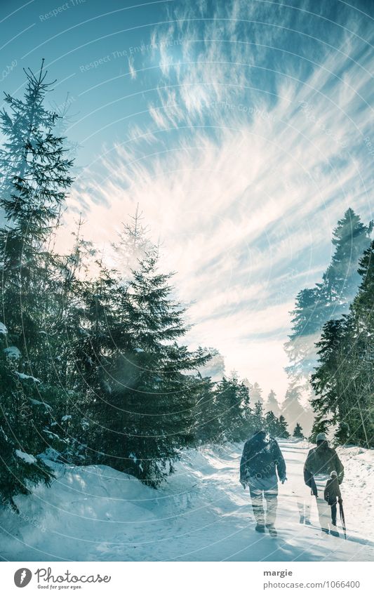 Imaginäre Winterwanderung Gesundheit Fitness Schnee Winterurlaub wandern Natur Himmel Wolken Sonne Eis Frost Schneefall Baum Fichtenwald Tanne Wald Wege & Pfade