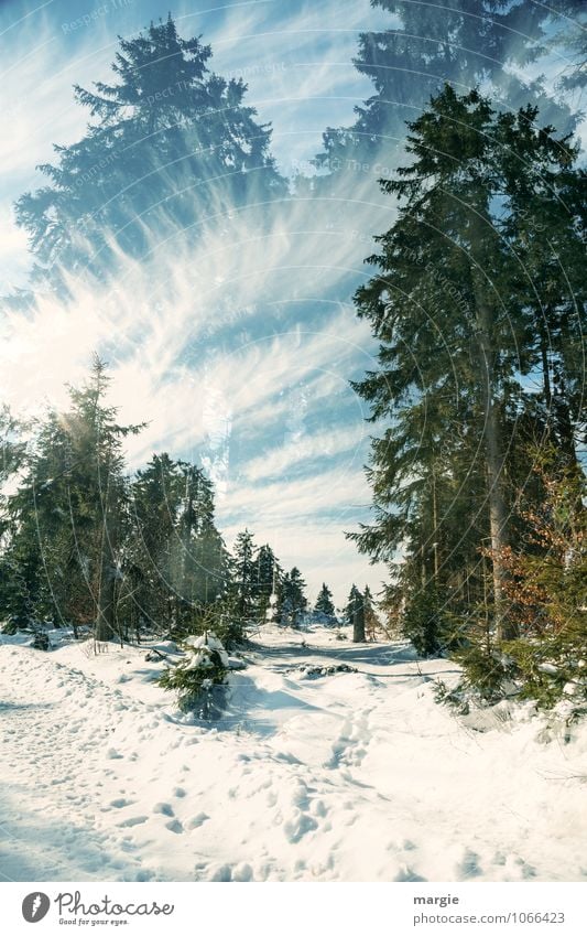 Imaginäre Winterwege Freude sportlich Ferien & Urlaub & Reisen Tourismus Ausflug Schnee Winterurlaub Natur Landschaft Himmel Wolken Sonne Sonnenlicht Eis Frost