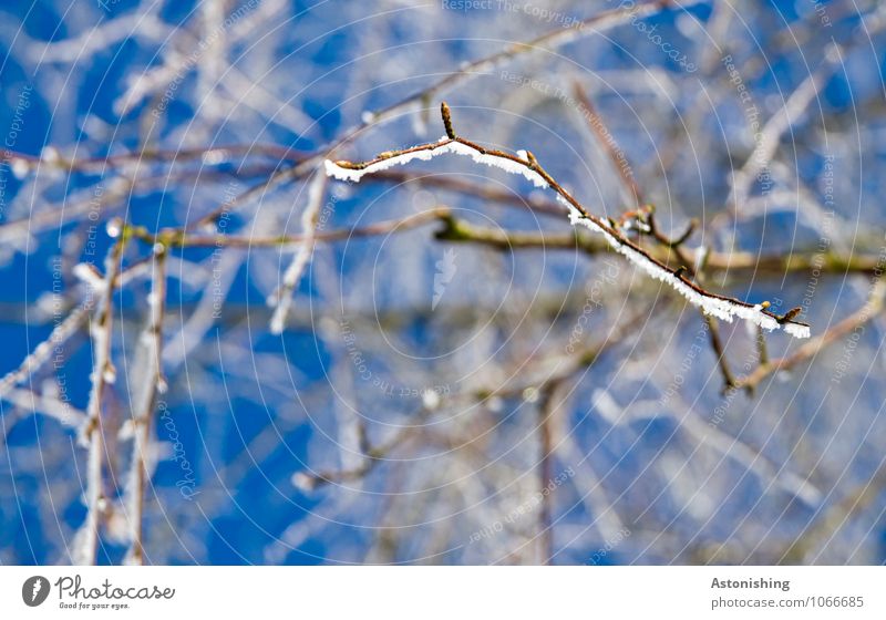 Zweige im Winter 2 Umwelt Natur Pflanze Himmel Wolkenloser Himmel Klima Wetter Eis Frost Schnee Baum frieren stehen kalt Spitze blau schwarz weiß fein dünn