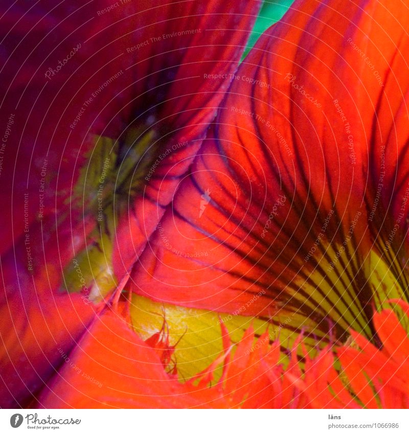 begegnung Sommer Blume Kapuzienerkresse Garten Blühend Wachstum ästhetisch außergewöhnlich fantastisch natürlich Linie abstrakt Farbfoto Nahaufnahme