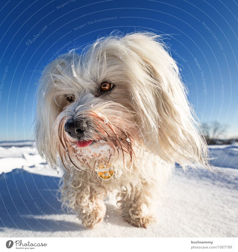 Neugierig Winter Landschaft Tier Himmel Wolkenloser Himmel Sonnenlicht Wetter Schönes Wetter Schnee langhaarig Haustier Hund 1 gehen kalt blau weiß Europa