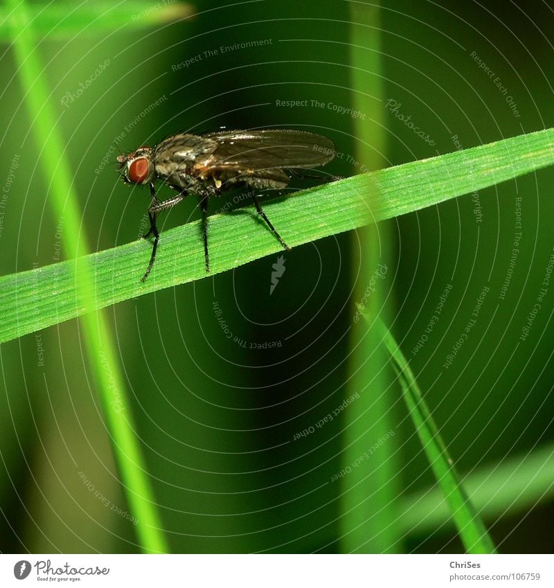 Startklar; die Gemeine Stubenfliege ( Musca domestica) Fliege Gras grün Insekt Unschärfe Sommer Zweiflügler Ekel Tier Pflanze Nordwalde Angst Panik
