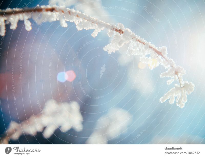Eisige Zeiten Natur Pflanze Himmel Winter Schönes Wetter Frost Schnee Garten Park kalt blau weiß Eiskristall Raureif filigran Blendenfleck Blendeneffekt