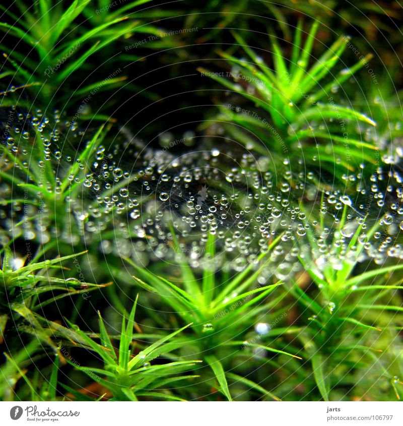 Tropfenparade Wassertropfen Gras Palme Herbst Spinnennetz Tau grün jarts