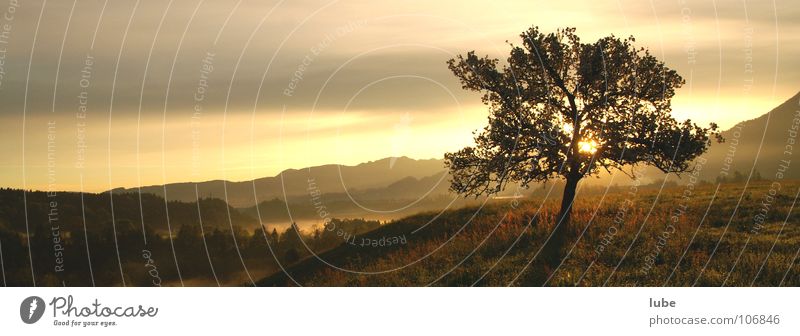 Morgenrot Baum Stimmung Lichtstimmung Sonnenaufgang aufwachen aufstehen Trauer Verzweiflung Panorama (Aussicht) Morgendämmerung silouette Wetter