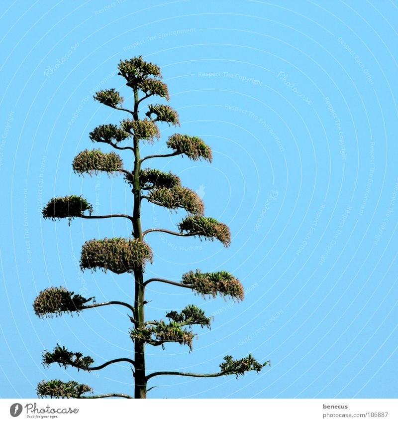 Agave Blüte Sukkulenten Pflanze grün türkis verzweigt gewachsen Wachstum Blühend Trockengebiet wüst trocken Dürre Einsamkeit vertikal Wüste Kraft Agavengewächs
