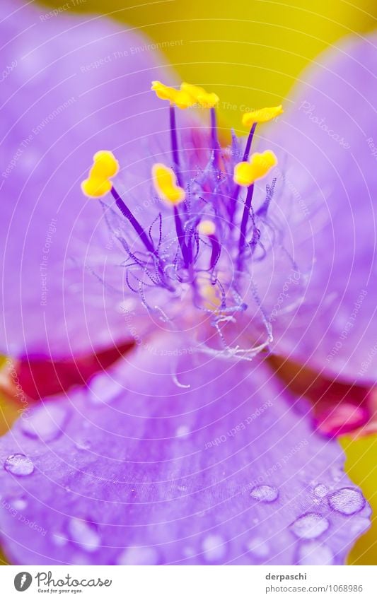 Haarig Natur Pflanze Wassertropfen Frühling Regen Blume schön nass gelb violett Blüte Farbfoto Außenaufnahme Makroaufnahme Menschenleer Tag Unschärfe