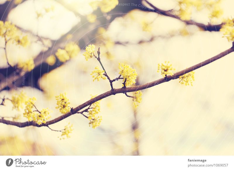 golden Umwelt Natur Sonne Frühling Sommer Schönes Wetter Baum Blüte schön Frühlingsgefühle gelb braun Gelbstich Lichtschein Lichtstrahl hell Fröhlichkeit Ast