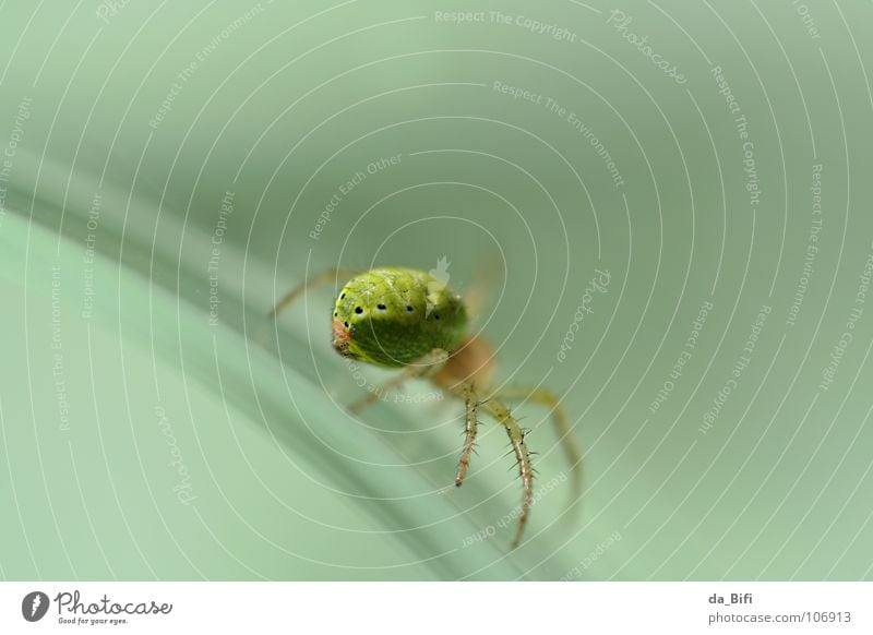 spider Spinne Geschwindigkeit Ekel klein grün Umwelt durchsichtig gefährlich faszinierend Mikrofotografie Insekt Tier herrschaftlich Makroaufnahme