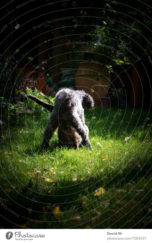 Dominanzverhalten Hund Und Katze Ein Lizenzfreies Stock