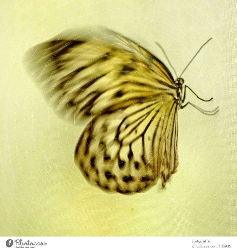Schmetterling Muster Insekt Fühler flattern schön Tier Farbe Flügel Bewegung Dynamik Strukturen & Formen fliegen Beine Natur