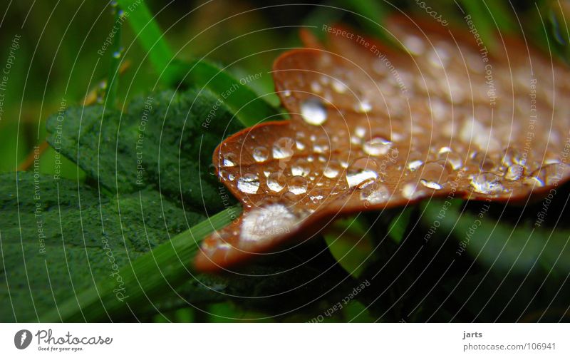 Autumn Herbst Blatt Wassertropfen Regen feucht nass Makroaufnahme Nahaufnahme Seil jarts
