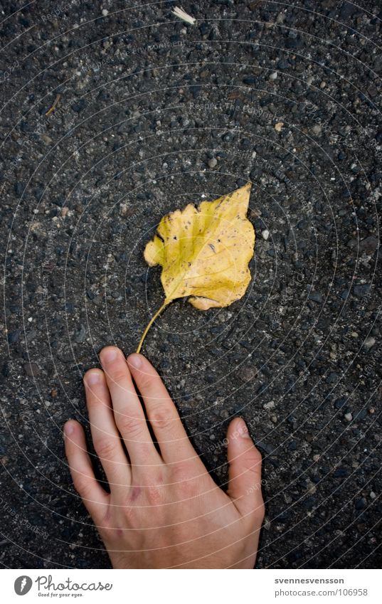 Der Herbst, zum Greifen nahe. Blatt Hand Asphalt Beton Finger Pflanze Haut fangen