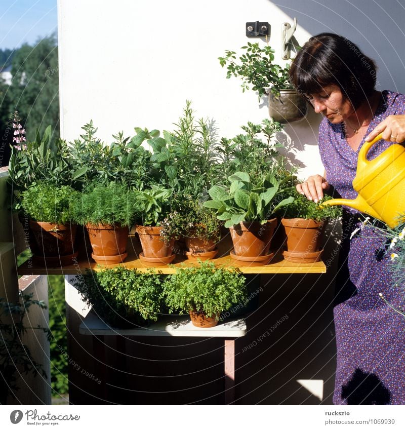 Kuechenkraeuter, Balkon, Person Kräuter & Gewürze Gesundheit Alternativmedizin Gesunde Ernährung Medikament Natur Pflanze Grünpflanze Topfpflanze Terrasse grün