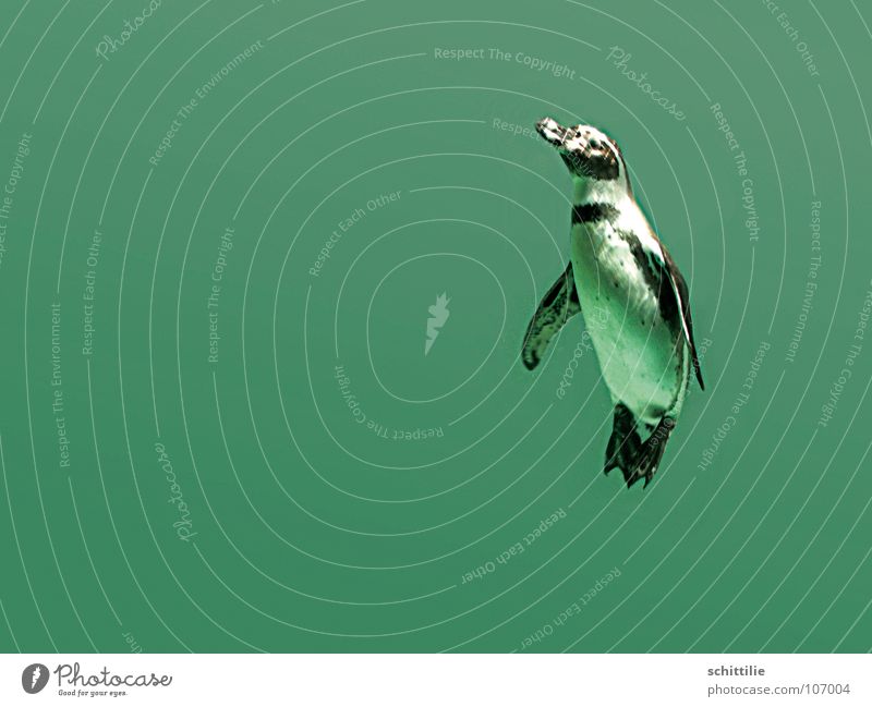 PinguIN Pinguin grün feucht Tier tauchen nass Vogel Meer Wasser oben aufwärts Freude Schwimmen & Baden