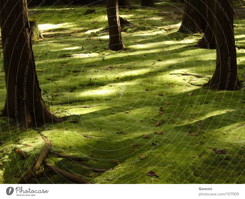 mossy forest ruhig Garten Natur Landschaft Park berühren weich Gefühle Gelassenheit Einsamkeit Farbe geheimnisvoll dunkelgrün wahrnehmen Märchenwald Gedanke