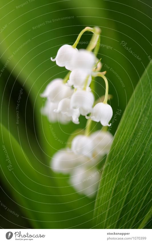 Maiglöckchen des Tals Blume Blühend Nahaufnahme Detailaufnahme Natur natürlich weiß Pflanze Menschenleer