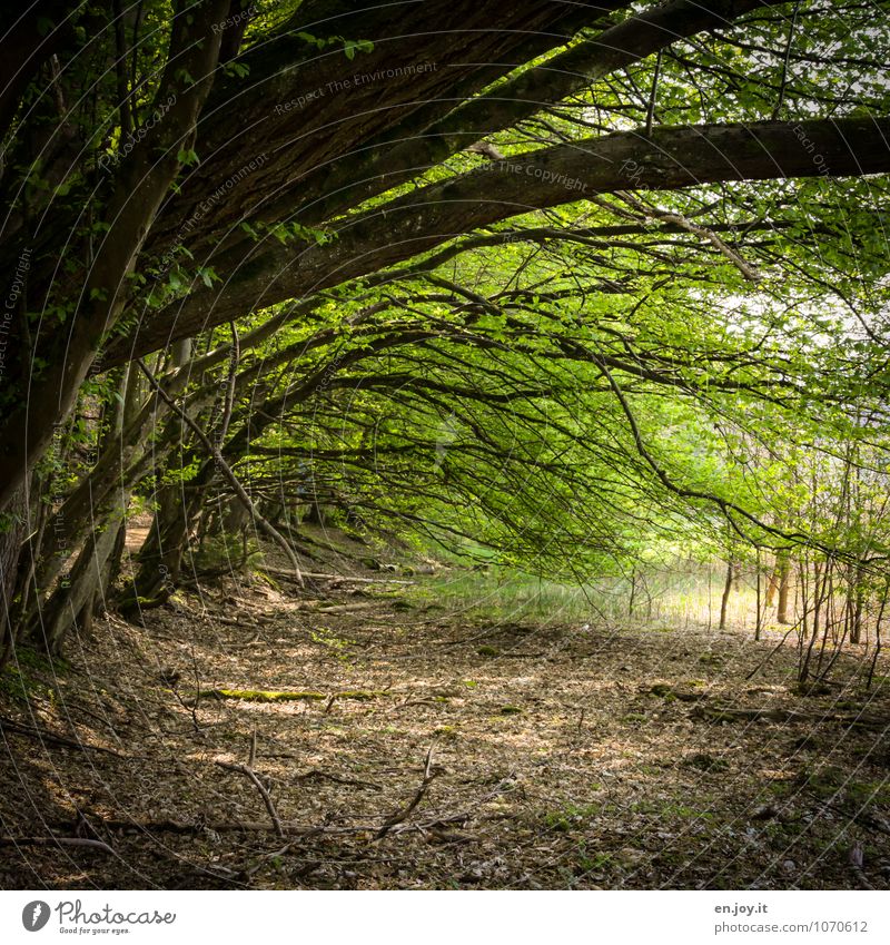 Tunnelblick Umwelt Natur Landschaft Pflanze Frühling Sommer Baum Blatt Ast Wald Wachstum grün Idylle Klima Umweltschutz Vertrauen Wege & Pfade Felsbogen