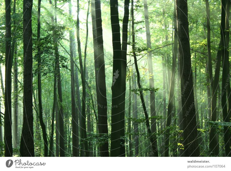 Nebelwald Wald Urwald Märchenwald Zauberei u. Magie Baum Sonne Licht Lichtstrahl feucht grün Romantik mystisch Sommer Frieden